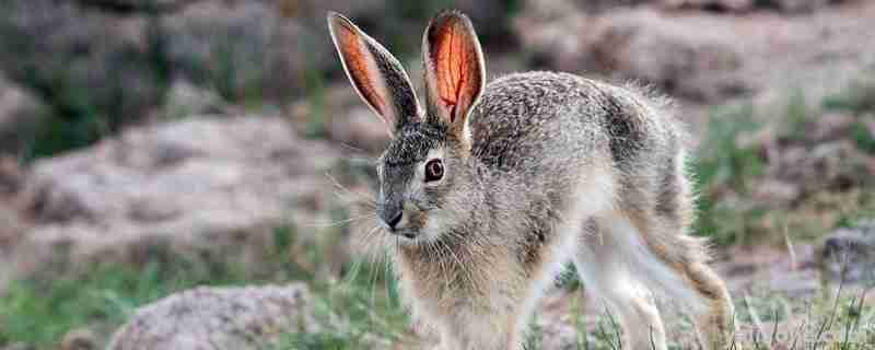 野兔养殖一亩地能养多少只野兔(野兔一亩地放养多少只)